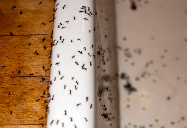 Best Local Pest Control Services  in Olmsted Falls, OH